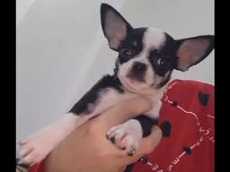 Small Female Chihuahua