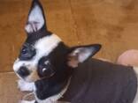 Small Female Chihuahua - фото 2