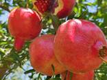 Supplying Egyptian pomegranate - photo 1