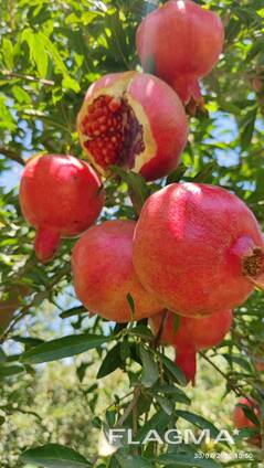 Supplying Egyptian pomegranate