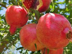 Supplying Egyptian pomegranate