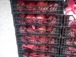 Supplying Egyptian pomegranate - photo 3