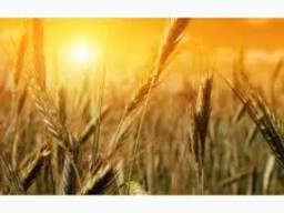 Украинские . кукуруза. пшеница