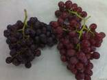 Виноград красний и белый - фото 2