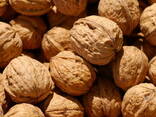 We sell walnuts, pumpkin seeds - фото 1