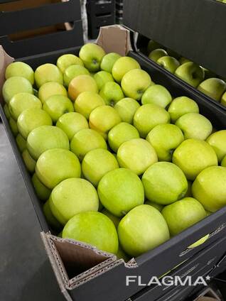 Export of apples from Poland