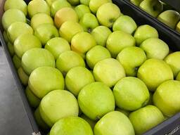 Export of apples from Poland