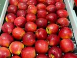 Export of apples from Poland - фото 2