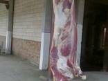 لحم الثور و البقرة من أوكرانيا